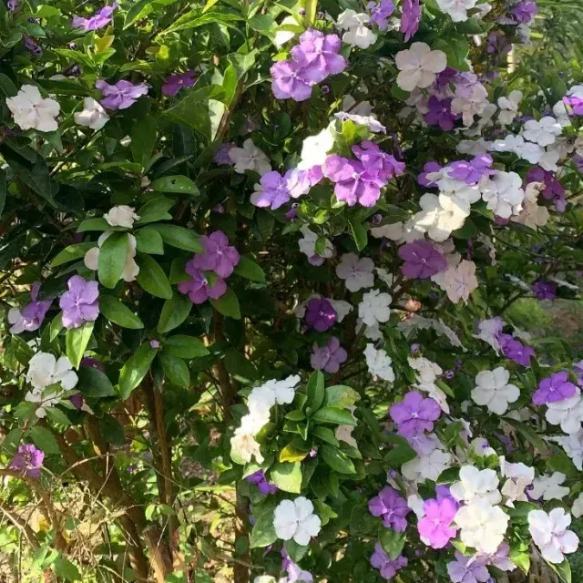 thumbnail for publication: Brunfelsia spp: Yesterday, Today, and Tomorrow, Brunfelsia